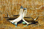 Blue-footed boobies beginning their courtship ritual